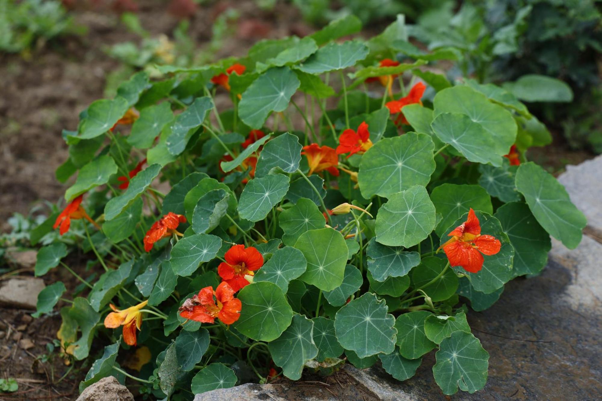 The Roots Homestay Almora Exteriér fotografie